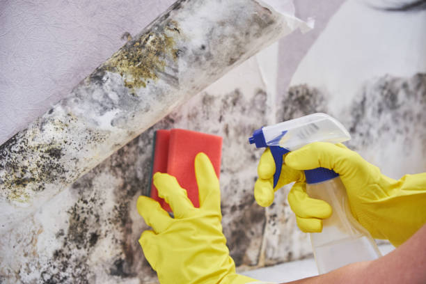 Best Environmental Consulting for Mold Prevention in USA